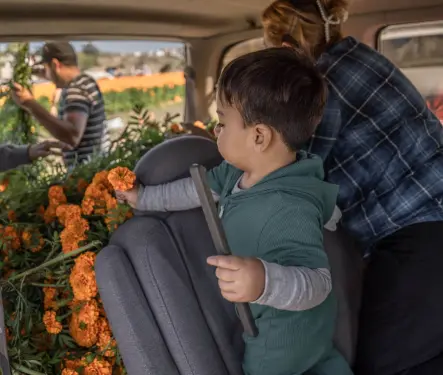 ¡No las tires! Dona tus flores de cempasúchil a los centros de acopio y dales una segunda vida