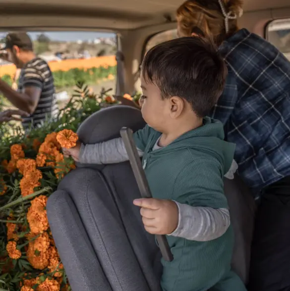 ¡No las tires! Dona tus flores de cempasúchil a los centros de acopio y dales una segunda vida