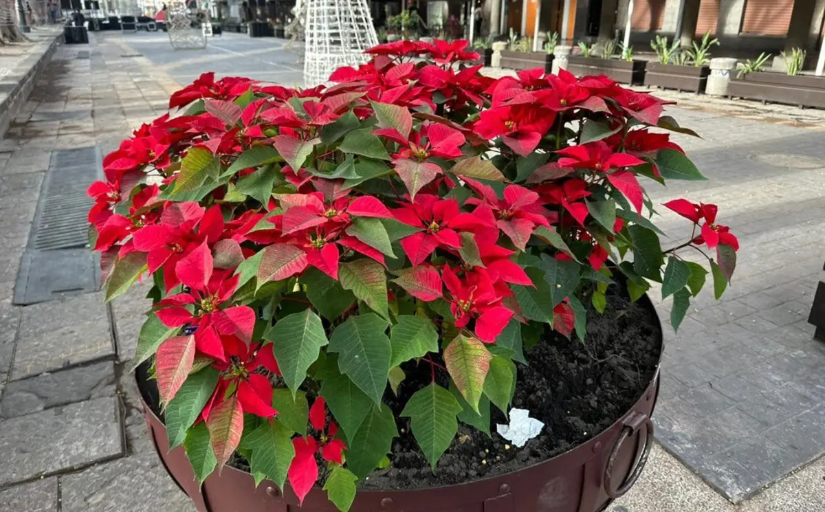 Gobierno de la Ciudad.