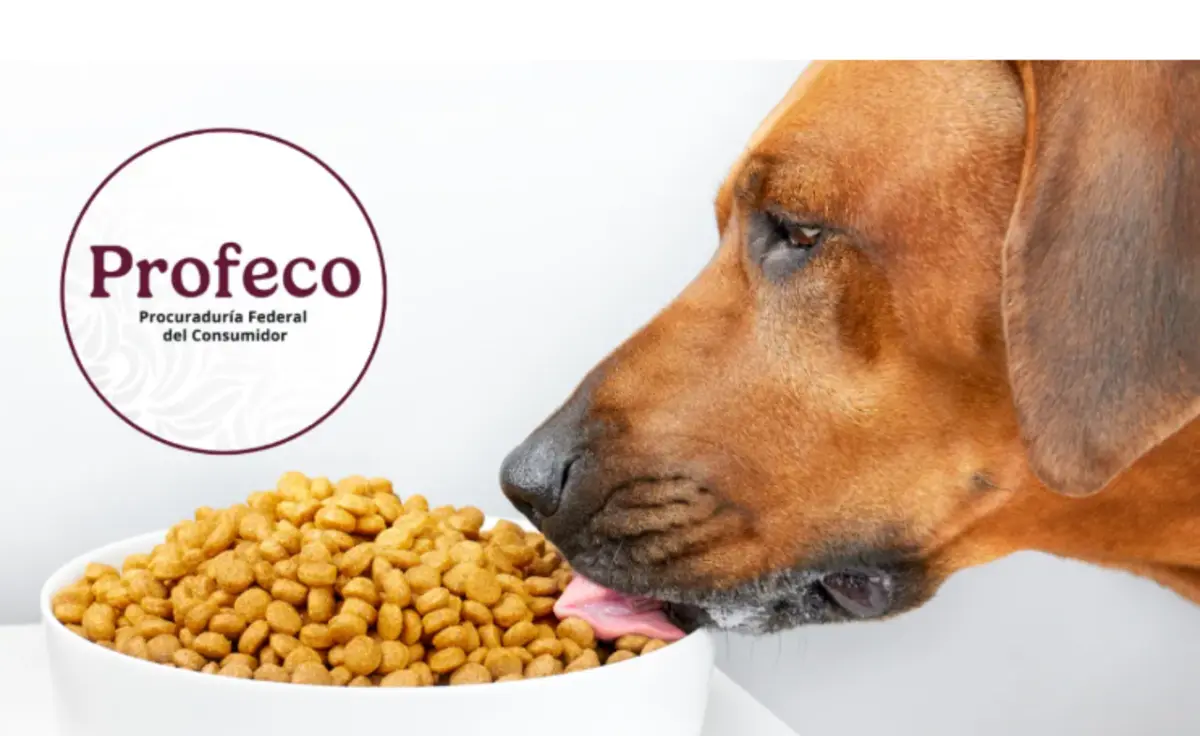  Estas son las mejores marcas mexicanas de croquetas para perro. 