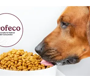 Estas son las croquetas mexicanas para perro m&aacute;s econ&oacute;micas y de buena calidad, seg&uacute;n Profeco