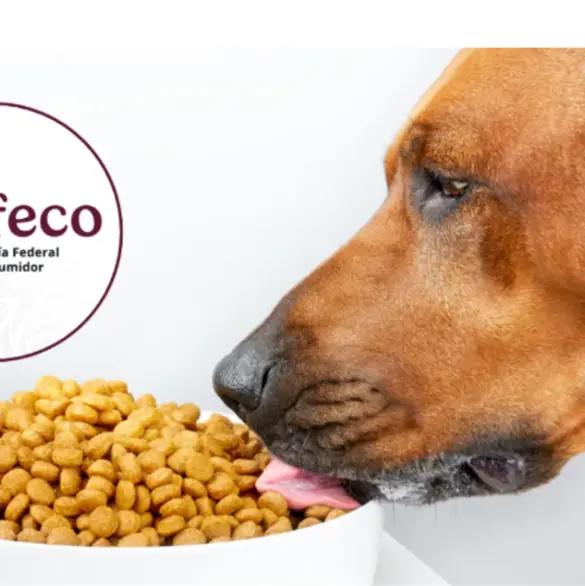 Estas son las croquetas mexicanas para perro más económicas y de buena calidad, según Profeco Estas son las croquetas mexicanas para perro más económicas y de buena calidad, según Profeco