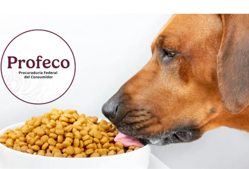 Estas son las mejores marcas mexicanas de croquetas para perro.