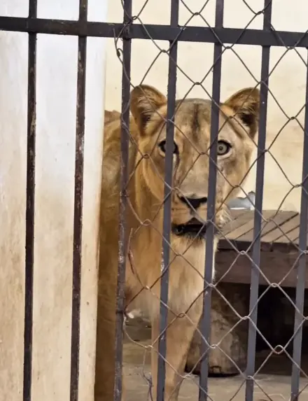 Tras el suceso, el zoológico activó un protocolo de contención para proteger al animal y al personal, logrando llevar a la leona a un área segura sin recurrir a tranquilizantes. Instagram.