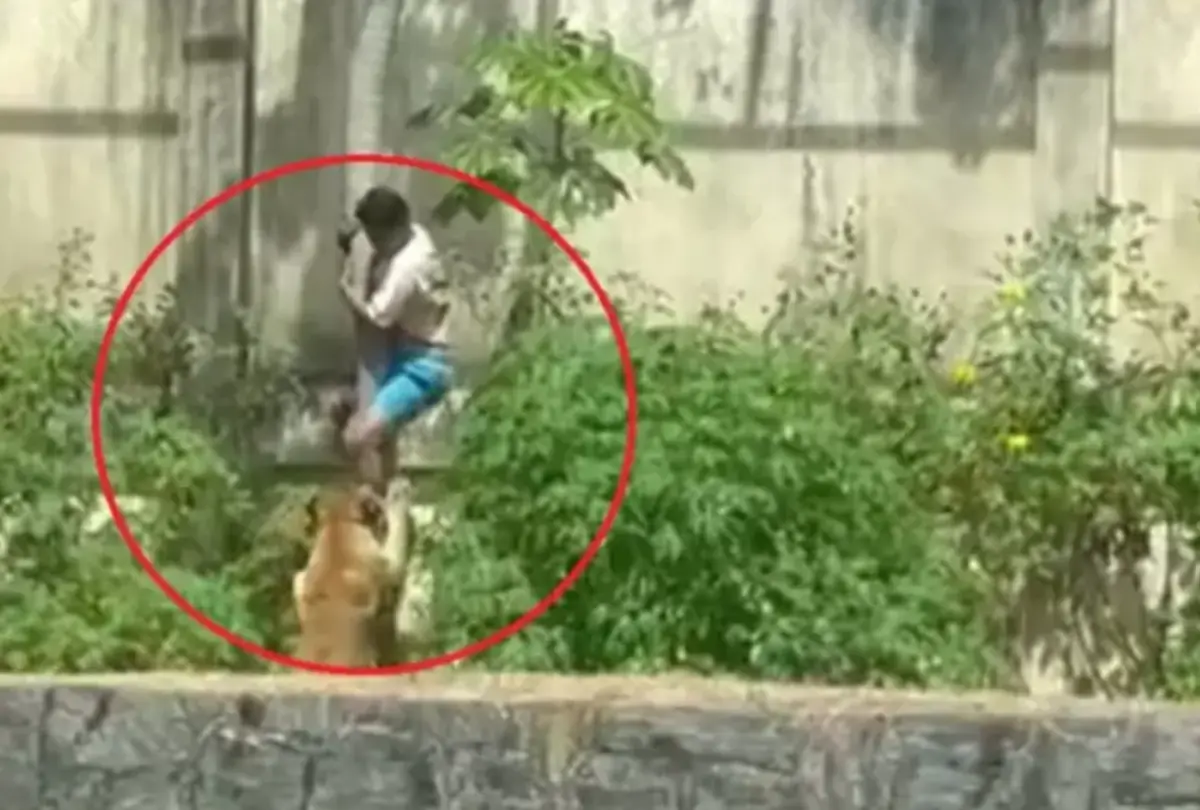 Según la consejera tutelar Verônica Oliveira, quien lo acompañó desde los 10 años, "ya de pequeño decía que iba a ir a África de safari para domar leones". Captura de pantalla.