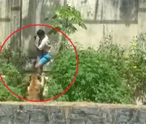 Impactante video muestra el momento exacto en que joven es devorado por una leona 