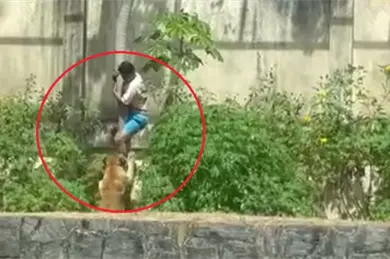 Impactante video muestra el momento exacto en que joven es devorado por una leona Impactante video muestra el momento exacto en que joven es devorado por una leona