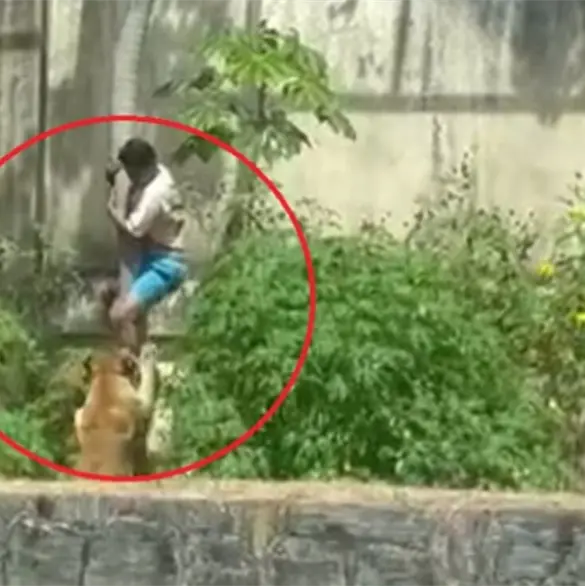 Impactante video muestra el momento exacto en que joven es devorado por una leona 