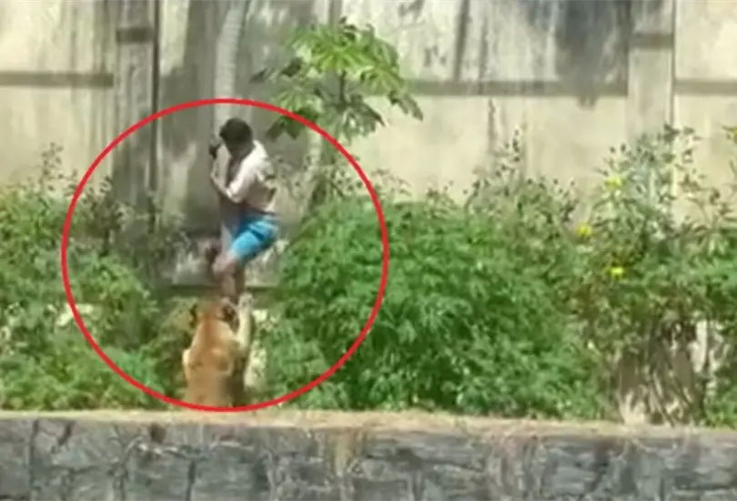 El video muestra cómo el joven escaló el muro del zoológico y fue atacado por la leona segundos después de caer al interior.