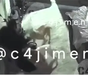 Ana Karen sobrevivió de milagro a brutal ataque de tres pitbulls; trataba de proteger a su hijo