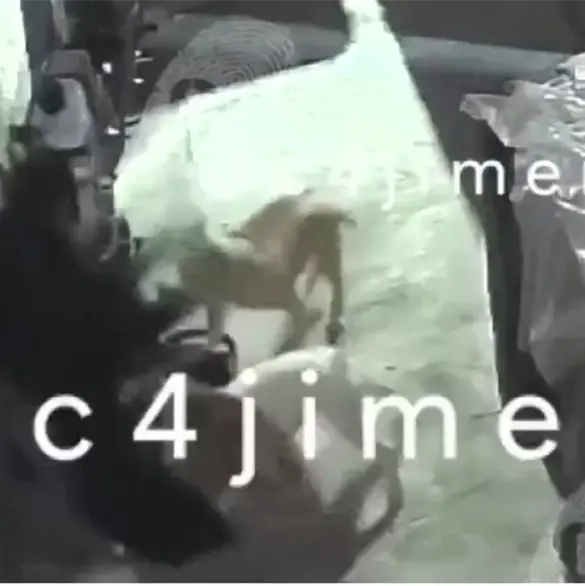 Ana Karen sobrevivió de milagro a brutal ataque de tres pitbulls; trataba de proteger a su hijo