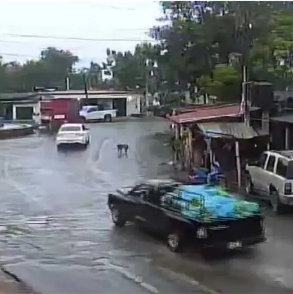 Explosión en Coahuayana: video revela que bomba iba oculta en cargamento de plátanos Explosión en Coahuayana: video revela que bomba iba oculta en cargamento de plátanos