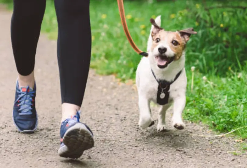 Ataque brutal en Coyoac&aacute;n: golpean y patean en la cabeza a mujer que paseaba a sus perros | VIDEO