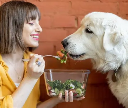 Grasas buenas: La clave para un pelaje de diez en tu mascota