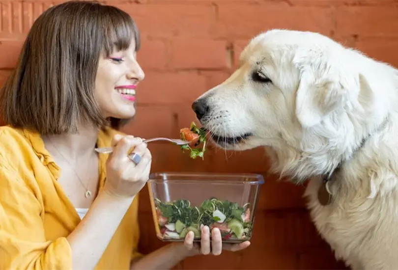 El Omega-3 y Omega-6 son el secreto para el cuidado de la salud de tu mascota.