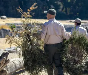 &iquest;C&oacute;mo reciclar tu &aacute;rbol de Navidad en Puebla? Fechas y centros de acopio
