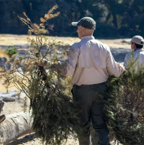 &iquest;C&oacute;mo reciclar tu &aacute;rbol de Navidad en Puebla? Fechas y centros de acopio