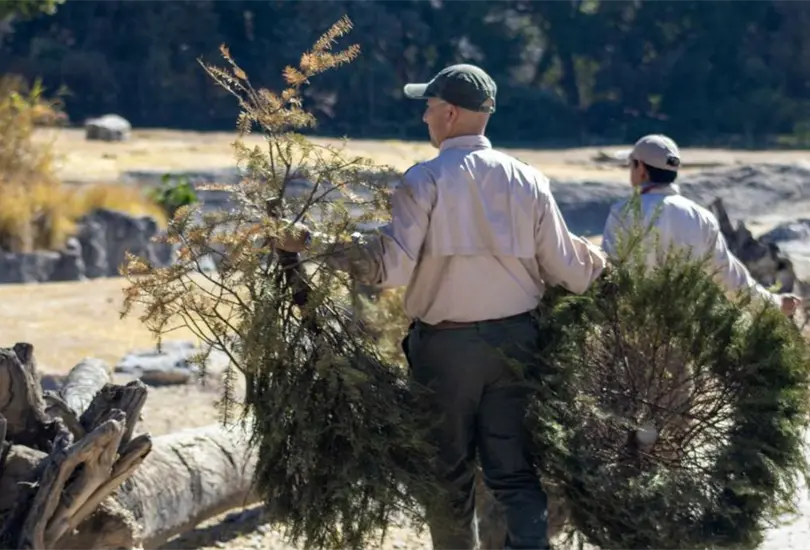 &iquest;No sabes qu&eacute; hacer con tu &aacute;rbol de Navidad natural?