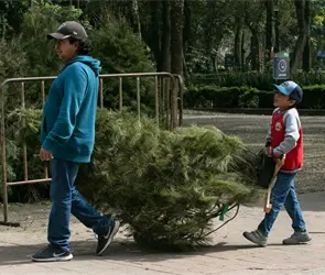 Centros de acopio: Aqu&iacute; puedes llevar a reciclar tu &aacute;rbol de Navidad en la CDMX
