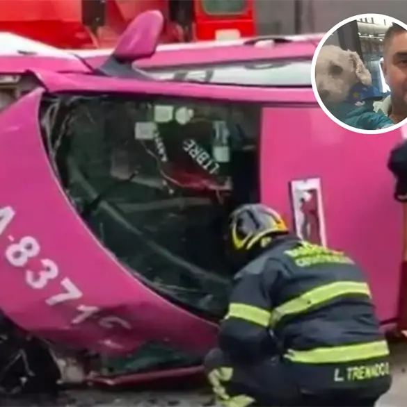 Muere Chicharrón, el perrito del taxista que destrozó su auto en CDMX