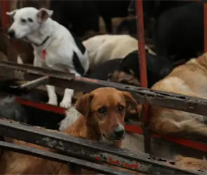 Las claves detr&aacute;s del conflicto en el Refugio Franciscano