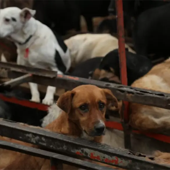 Las claves detr&aacute;s del conflicto en el Refugio Franciscano