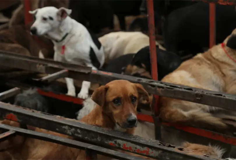Autoridades capitalinas retiraron a cientos de animales del Refugio Franciscano entre presuntas denuncias de maltrato y la disputa por un predio.