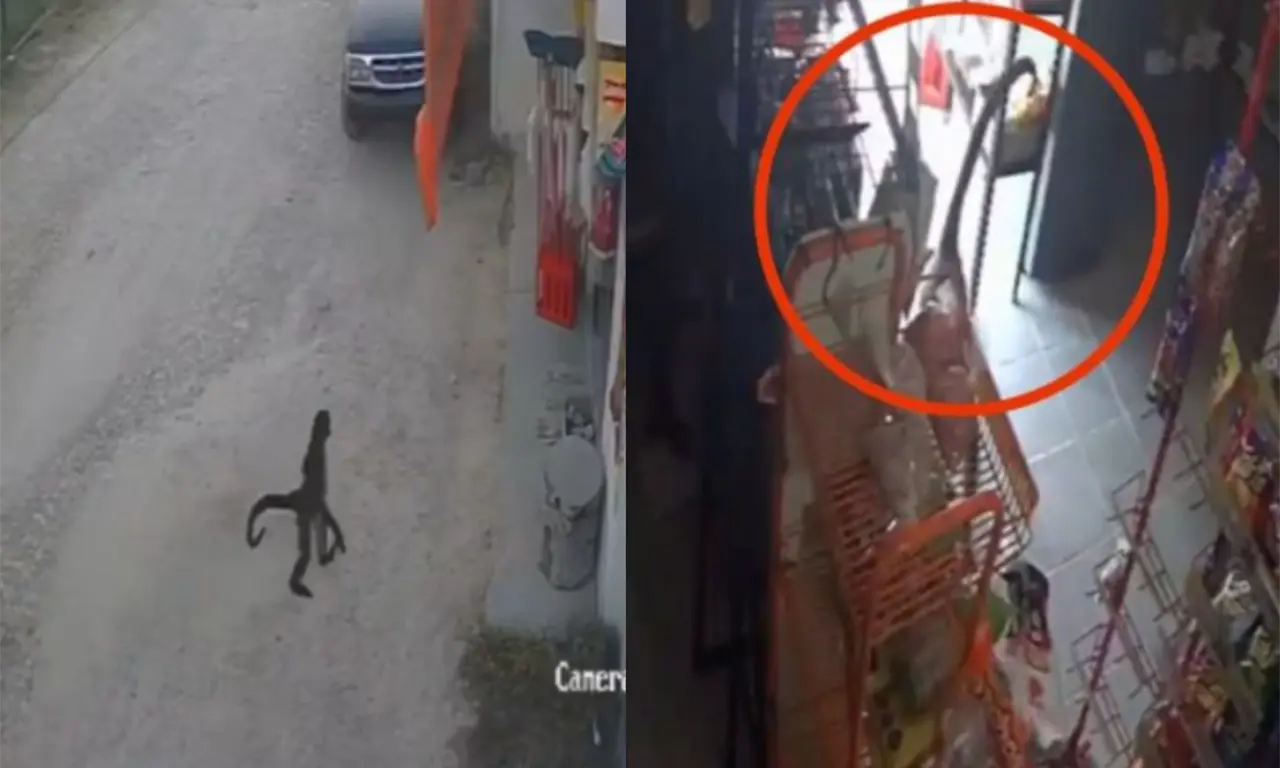  Tras la agresión, vecinos exigen investigar a la dueña de un mono araña que deambula por la zona. 