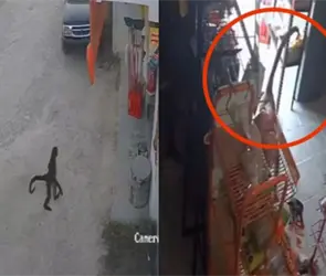 VIDEO: Mono ara&ntilde;a entra a tienda y ataca a una mujer en Chiapas 