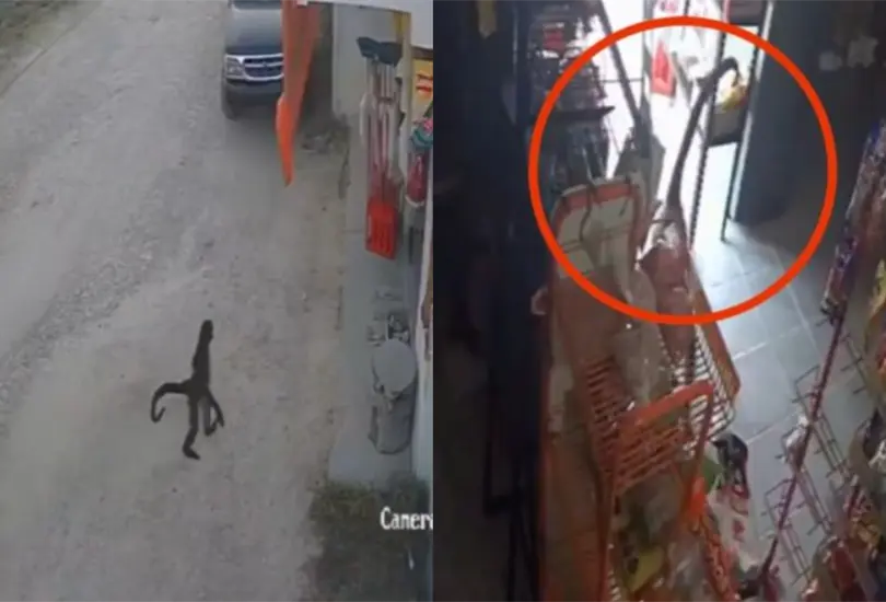 Tras la agresión, vecinos exigen investigar a la dueña de un mono araña que deambula por la zona. Tras la agresión, vecinos exigen investigar a la dueña de un mono araña que deambula por la zona.