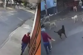 Jaur&iacute;a de 15 perros ataca a abuelita en Cuautla; agresi&oacute;n queda grabada en video