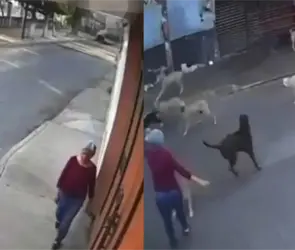 Jaur&iacute;a de 15 perros ataca a abuelita en Cuautla; agresi&oacute;n queda grabada en video