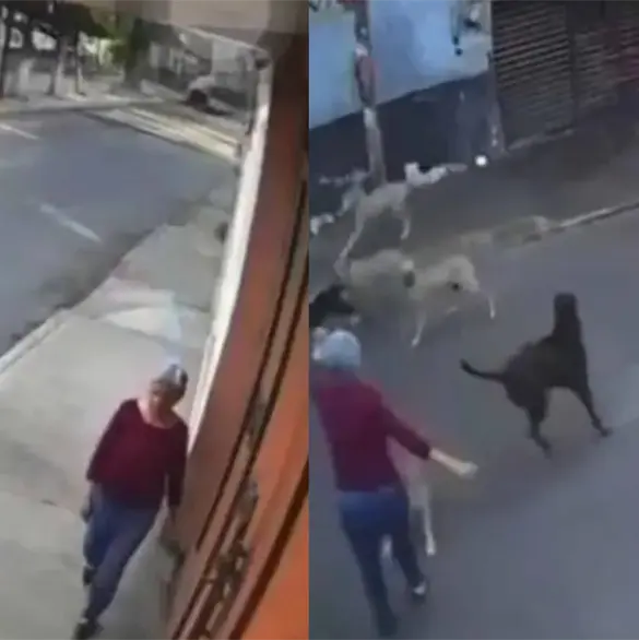 Jaur&iacute;a de 15 perros ataca a abuelita en Cuautla; agresi&oacute;n queda grabada en video