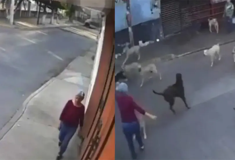 Tras el ataque, la adulta mayor permanece con lesiones graves y secuelas emocionales.