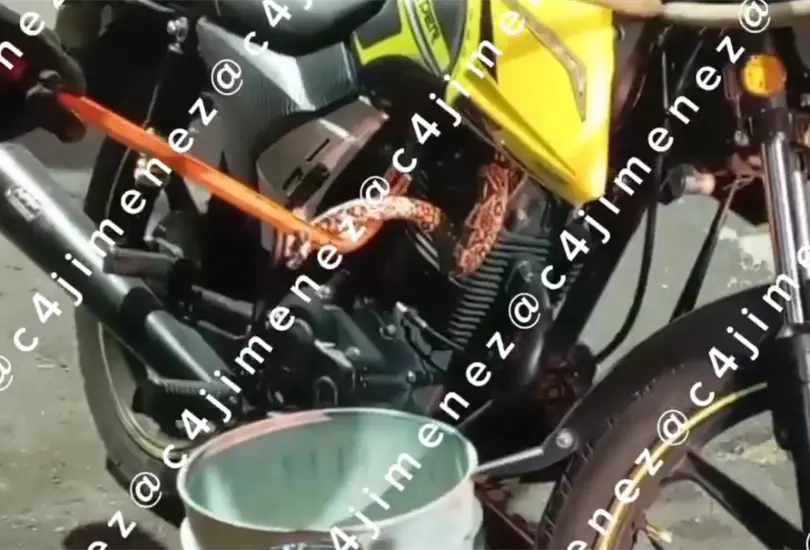 Compra una moto usada y descubre un pit&oacute;n escondido en el motor | VIDEO