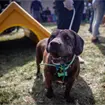 Utop&iacute;a Canina CDMX: &iquest;Cu&aacute;ntos animales albergar&aacute; el recinto de resguardo, recreaci&oacute;n y adopci&oacute;n?