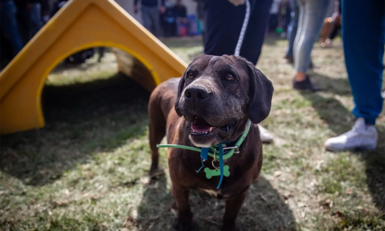  Será un centro integral que incluirá atención veterinaria, espacios de recreación y un esquema de adopción responsable.
 