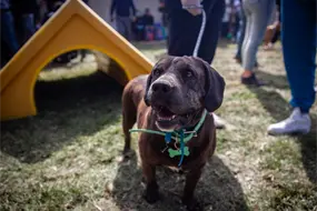 Utop&iacute;a Canina CDMX: &iquest;Cu&aacute;ntos animales albergar&aacute; el recinto de resguardo, recreaci&oacute;n y adopci&oacute;n?