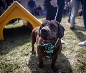 Utop&iacute;a Canina CDMX: &iquest;Cu&aacute;ntos animales albergar&aacute; el recinto de resguardo, recreaci&oacute;n y adopci&oacute;n?