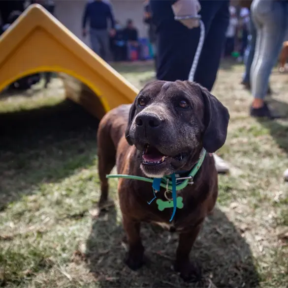 Utopía Canina CDMX: ¿Cuántos animales albergará el recinto de resguardo, recreación y adopción? Utopía Canina CDMX: ¿Cuántos animales albergará el recinto de resguardo, recreación y adopción?