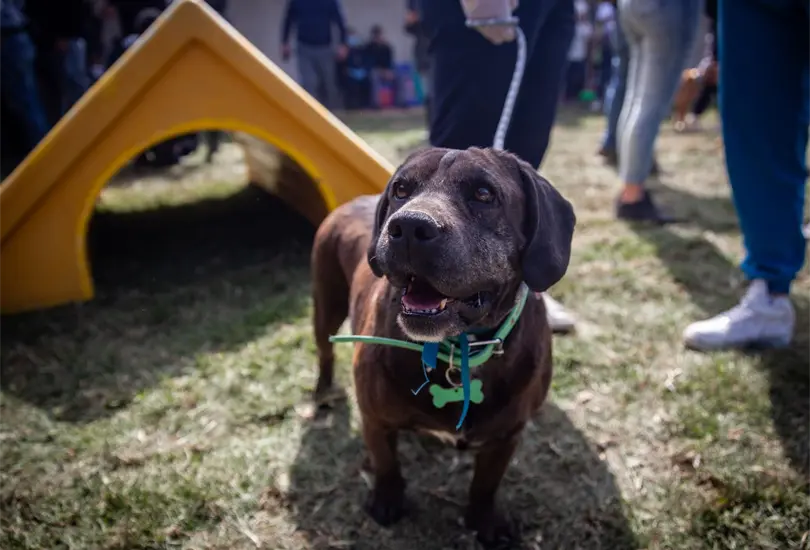 Ser&aacute; un centro integral que incluir&aacute; atenci&oacute;n veterinaria, espacios de recreaci&oacute;n y un esquema de adopci&oacute;n responsable.