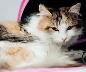 Alerta por virus mortal en gatos: &iquest;Qu&eacute; es la panleucopenia felina y c&oacute;mo prevenirla?