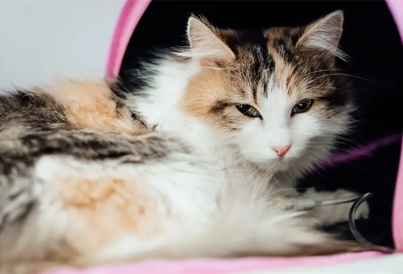 Preocupa virus mortal en gatos