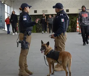 Operativos y perros polic&iacute;a refuerzan la seguridad en Puebla: decomisos y detenciones