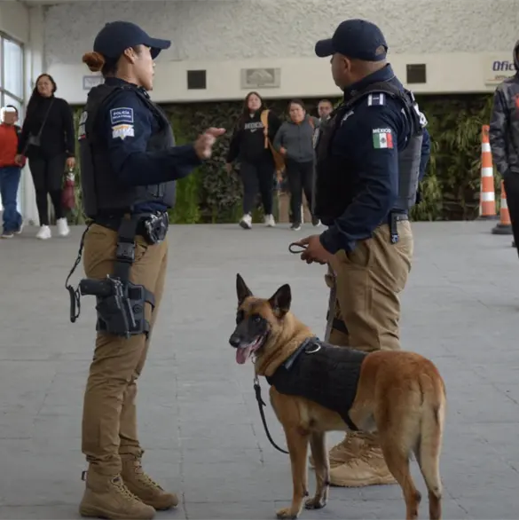 Operativos y perros polic&iacute;a refuerzan la seguridad en Puebla: decomisos y detenciones
