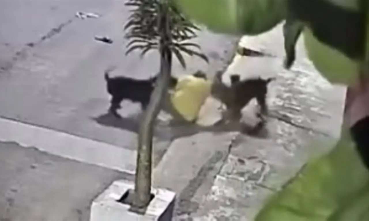 Pitbulls atacan a hombre frente a escuela en Izúcar de Matamoros y lo dejan herido | VIDEO 