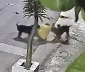 Pitbulls atacan a hombre frente a escuela en Izúcar de Matamoros y lo dejan herido | VIDEO Pitbulls atacan a hombre frente a escuela en Izúcar de Matamoros y lo dejan herido | VIDEO