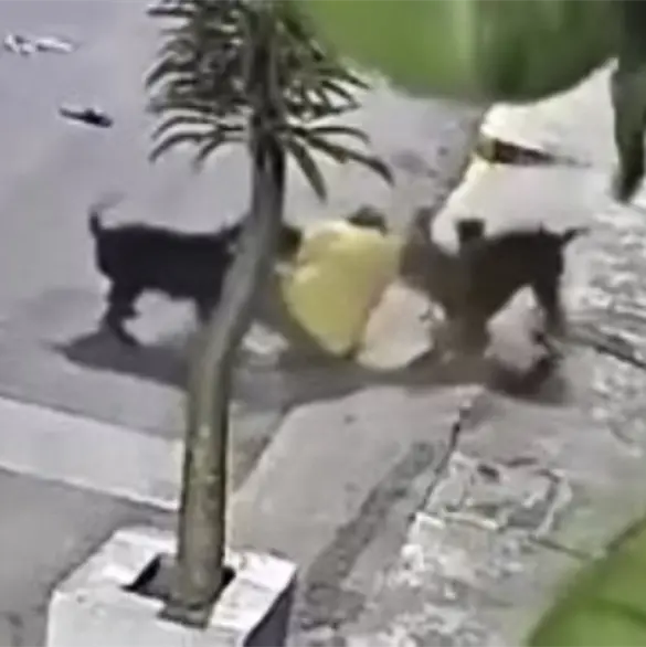 Pitbulls atacan a hombre frente a escuela en Izúcar de Matamoros y lo dejan herido | VIDEO Pitbulls atacan a hombre frente a escuela en Izúcar de Matamoros y lo dejan herido | VIDEO