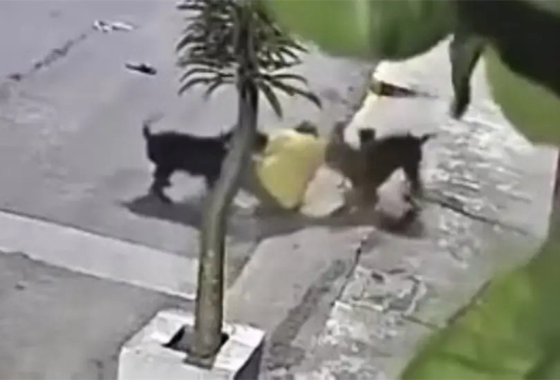 Pitbulls atacan a hombre frente a escuela en Iz&uacute;car de Matamoros y lo dejan herido | VIDEO