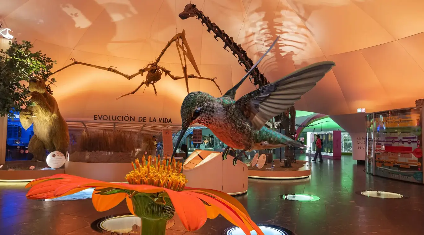  Conocerás información sobre 19 especies de colibríes que habitan en la Ciudad de México, tres de ellas endémicas del país. 